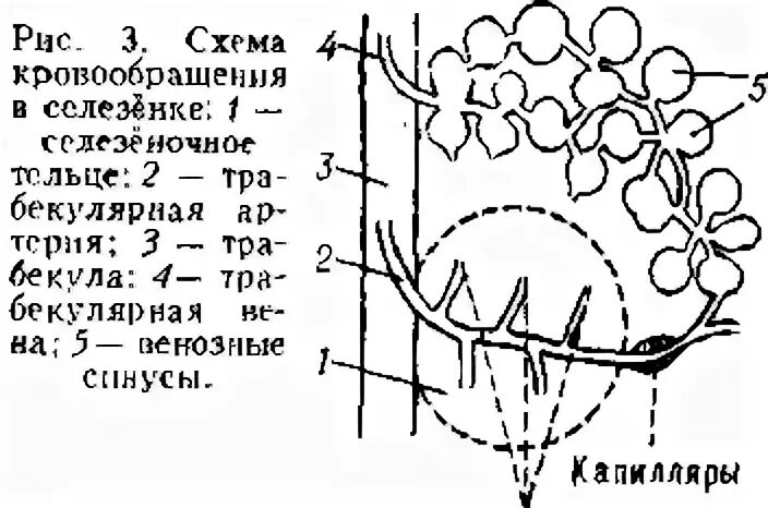 Кровообращение в селезенке