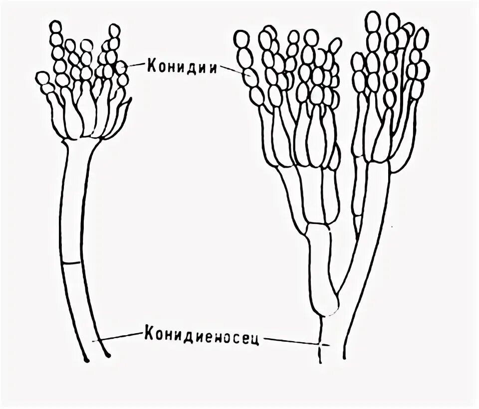 Мицелий гриба пеницилла