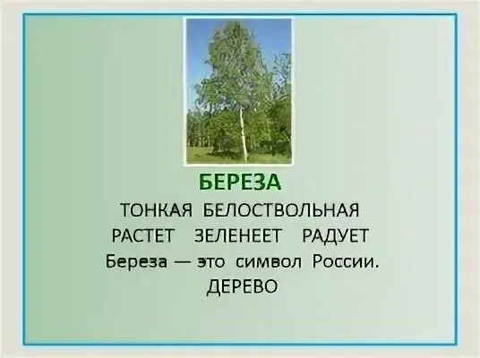 Текст тонкая береза