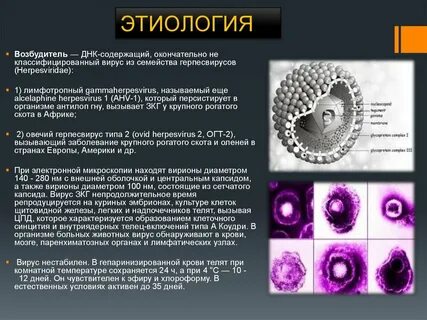 К герпесвирусам относятся
