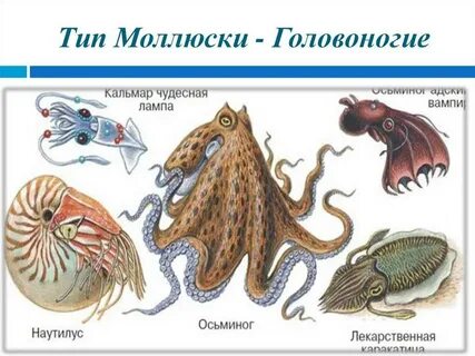 Класс головоногие представители