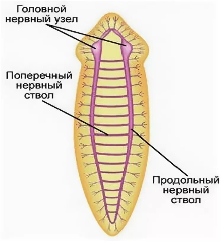 Лестничная нервная система у плоских червей. Нервная система лестничного типа у плоских червей. Строение нервной системы плоских червей. Лестничная нервная система планарии.