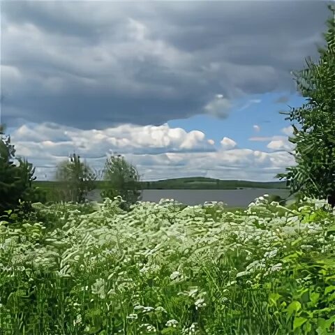 ветер в природе. над землёй бушуют травы облака плывут. природа небо. поле небо. над землёй бушуют травы облака плывут как павы.