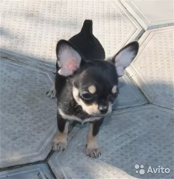 Авито питомцы. Авито питомцы
