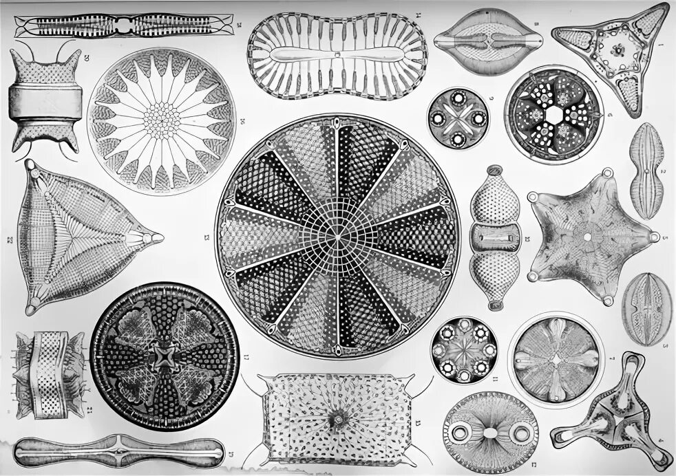 Колониальные диатомовые водоросли. Диатомея водоросль скелеты. Диатомея скелет. Центрические диатомовые водоросли.