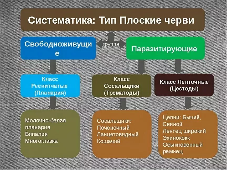 Типы плоские черви признаки представители таблица Дополнить схему классификации гельминтов