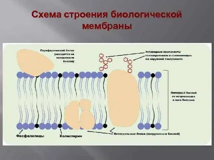 Биологические мембраны биохимия