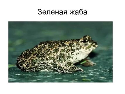 К какому отряду относится зеленая жаба