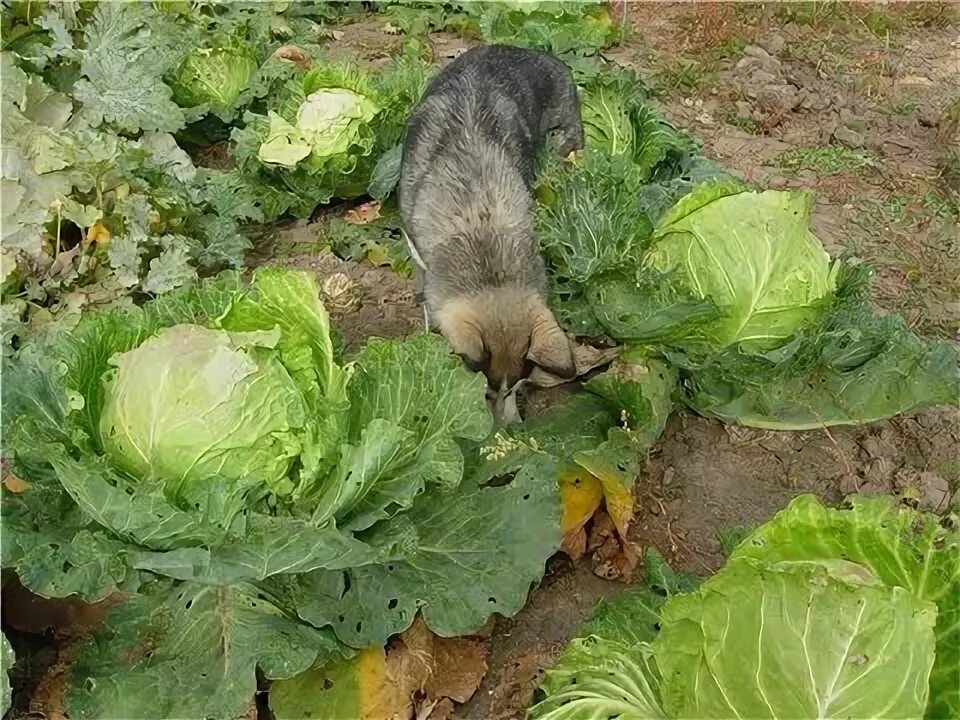Кто ест капусту фото Cabbage Leaves Eaten by Slugs, Parasite Spoils the Harvest Stock Image Image o