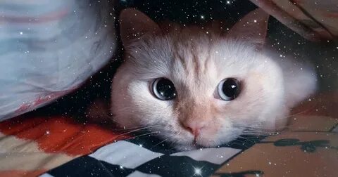 Я котик самбука текст