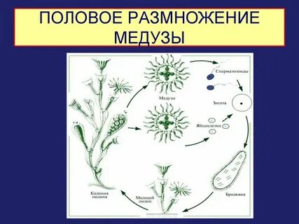 Бесполое поколение кишечнополостных