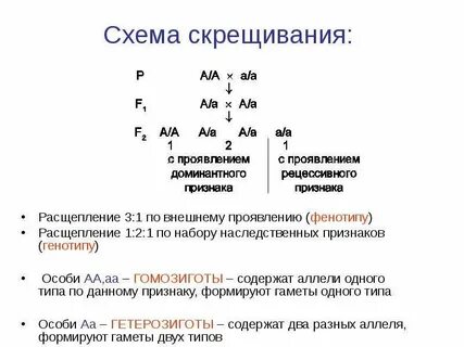 Особь с генотипом аа