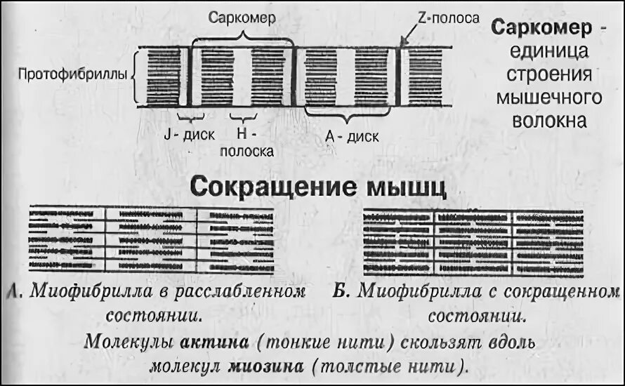 Сокращение саркомера. Нарисуйте саркомер в состоянии расслабления и полного сокращения.. Схема миофибриллы в расслабленном состоянии мышечного волокна. Саркомер этапы мышечного сокращения. Строение саркомера мышечного волокна.