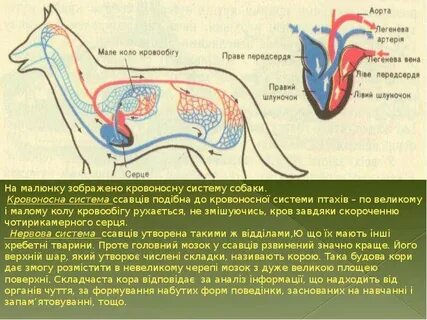 Кровеносная система млекопитающих функции