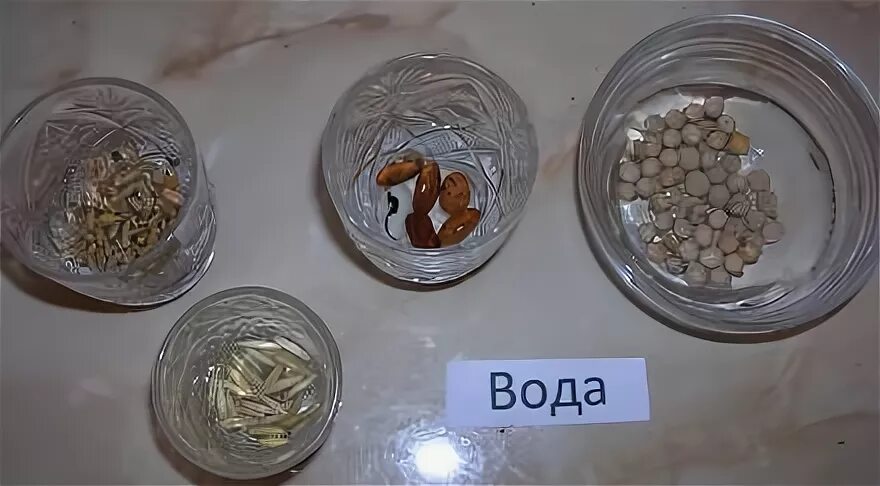 Как замочить семена настурции. Семена в воде. проращивание семян в воде. проращивание семян марихуаны. проращивание семян марихуаны в воде.