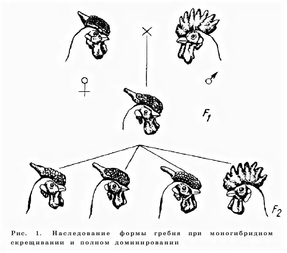 Наследование формы гребня у кур. Селекция птиц. Так наследуется форма гребня у кур. Ореховидный гребень.