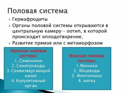 Половая система гермафродита