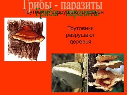 У большинства трутовиков они
