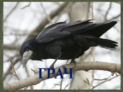 Грач шагает