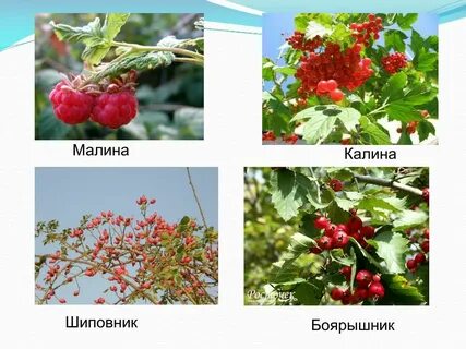 Шиповник малина