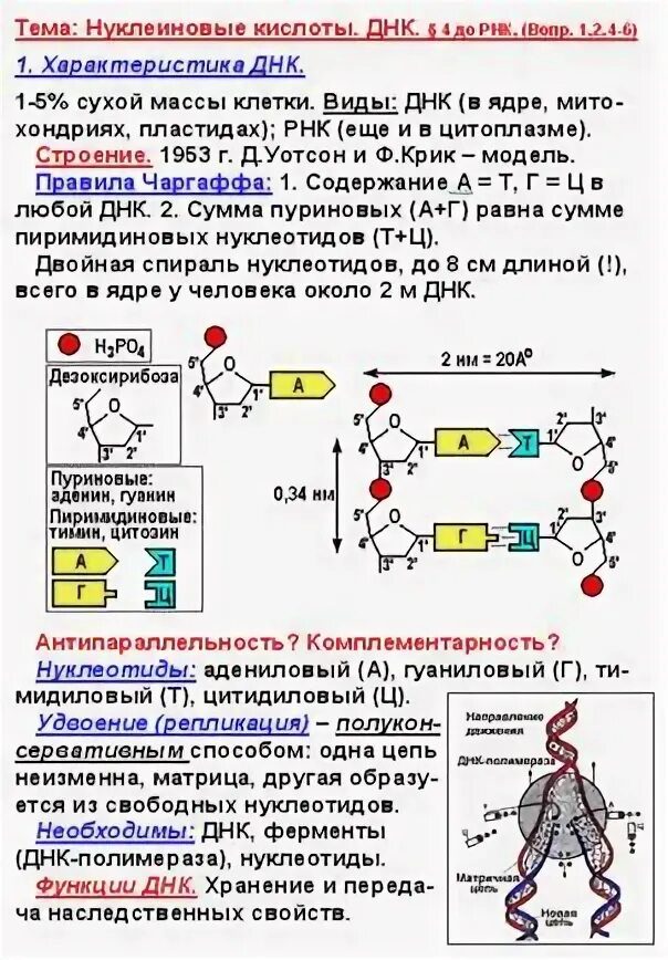 Сколько хранится днк. Хранение днк. антипараллельность днк. период хранения днк. сколько хранится днк после поцелуя в человеке.