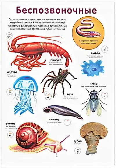 Позвоночные и беспозвоночные. Беспозвоночные плакат. Позвоночные и беспозвоночные животные. Беспозвоночные животные примеры.