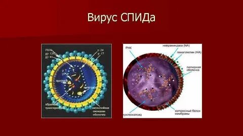 Сколько вирусов вич