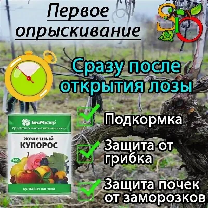 Чем опрыснуть виноград после открытия. Таблица обработки винограда. Весенняя обработка винограда. Схема опрыскивания винограда. Опрыскивание винограда весной.