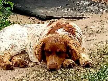 Маркиз собака. Щенок маркиза. Маркиза собака. Маркиза собака. Маркиза собака.