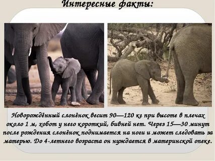 Сколько весит слоненок