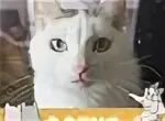 Алекс коте