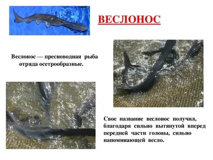 Свое название получили благодаря своей