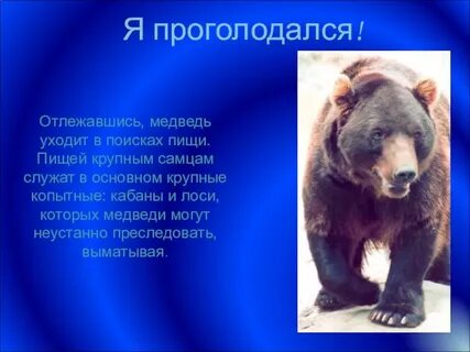 Медведя 4 класс