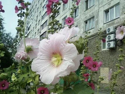 Городские цветы слушать