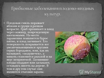 Фото и описание болезней