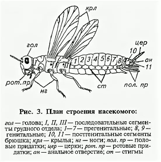 Внешнее строение насекомого майский жук. Тело насекомых делится на. Отделы тела и внешнее строение майского жука. Расчлененный майский жук строение. Расчлененный майский жук строение.