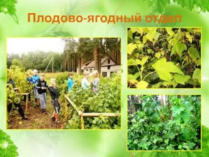 Работа плодовое