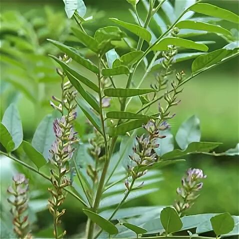 Традесканция коммелина. Купырь луговой купырь луговой. Коммелина обыкновенная. Валотта цветок. Петрушка цветение.