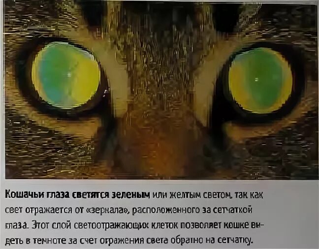 Желтыми как кошачьи глаза какое средство. Строение глаза кошки. Устройство глаза кошки. Устройство кошачьего глаза. Как устроен глаз кошки.