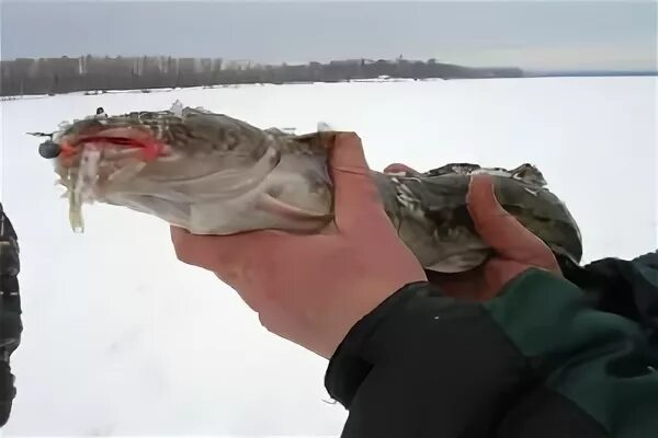 Приманки на налима