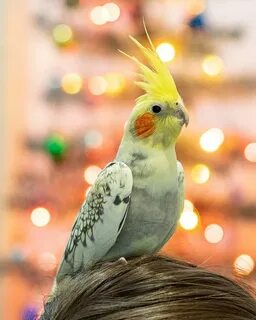 Средний попугай корелла
