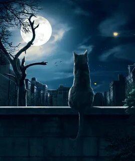 Кошка полночь