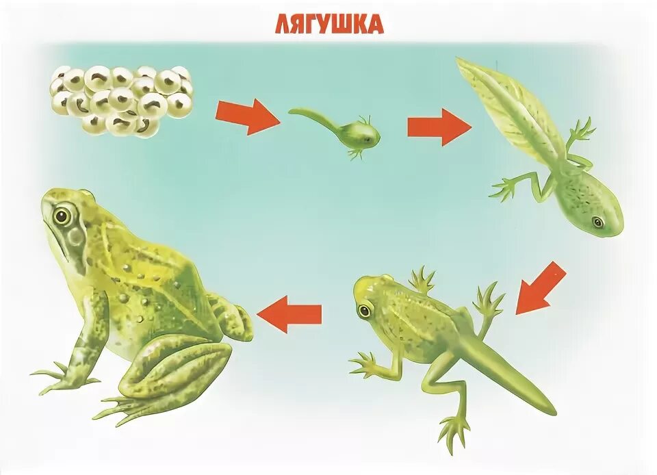 Цикл развития лягушки схема. Цикл развития лягушки для детей. Цикл размножения лягушки. Стадии цикла развития лягушки.