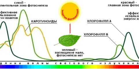 Поглощение видимого света