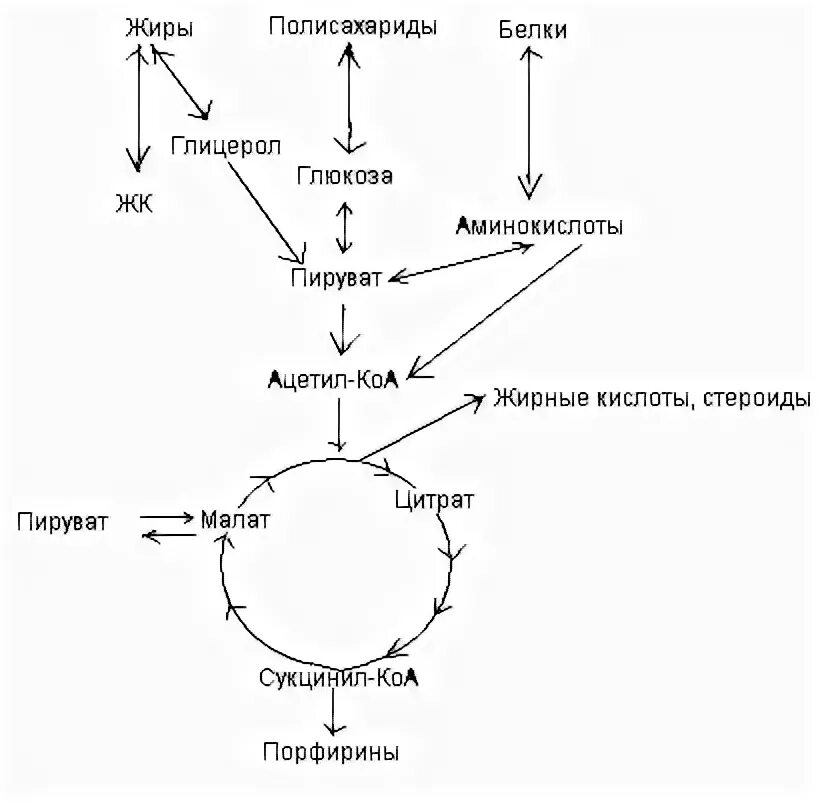 Схема путей метаболизма ацетил КОА. Пути образования ацетил КОА. Пути использования ацетил КОА. Ацетил коа пути