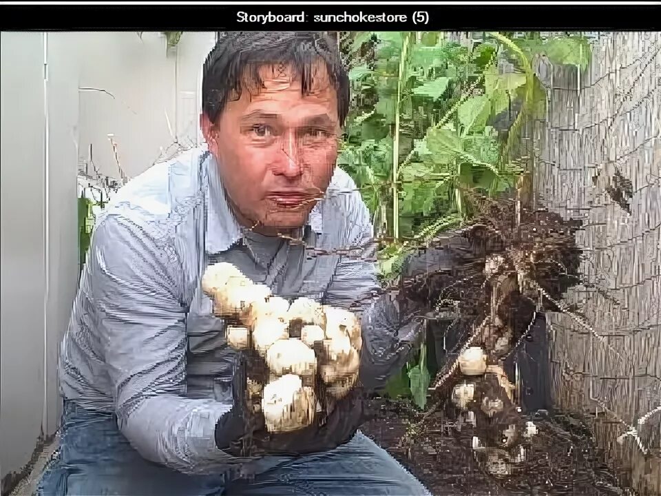 Как хранить топинамбур зимой в квартире. Топинамбур. топинамбур в огороде. топинамбур посадка. топинамбур животное фото.