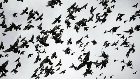 Bird fly high