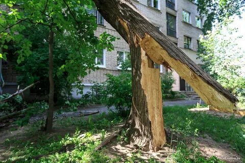 Дерево звонит