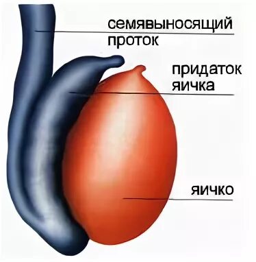 1 мужские половые железы. Проток придатка яичка.