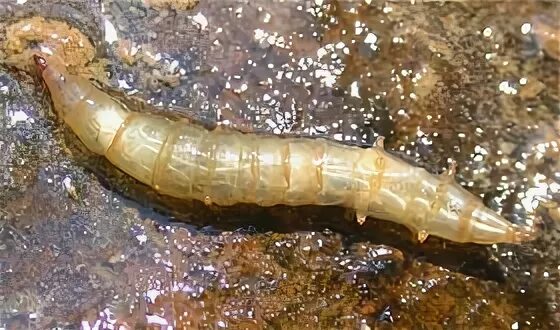 Личинки пресноводных. Chrysops личинка. tabanidae личинки. aquatic horse fly larva da re flickr.